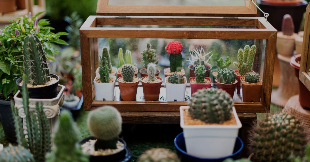 偶尔也想“拈花惹草”?先从“懒人系园艺”多肉植物开始下手吧! 内容图1 女神网-大潮社TV实时追踪属于女人新资讯的综合网站! 偶尔也想“拈花惹草”?先从“懒人系园艺”多肉植物开始下手吧! 家庭学堂 图1张