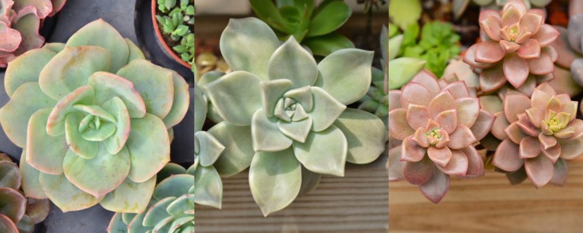 偶尔也想“拈花惹草”?先从“懒人系园艺”多肉植物开始下手吧! 内容图3 女神网-大潮社TV实时追踪属于女人新资讯的综合网站! 偶尔也想“拈花惹草”?先从“懒人系园艺”多肉植物开始下手吧! 家庭学堂 图3张