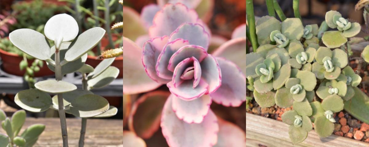 偶尔也想“拈花惹草”?先从“懒人系园艺”多肉植物开始下手吧! 内容图4 女神网-大潮社TV实时追踪属于女人新资讯的综合网站! 偶尔也想“拈花惹草”?先从“懒人系园艺”多肉植物开始下手吧! 家庭学堂 图4张