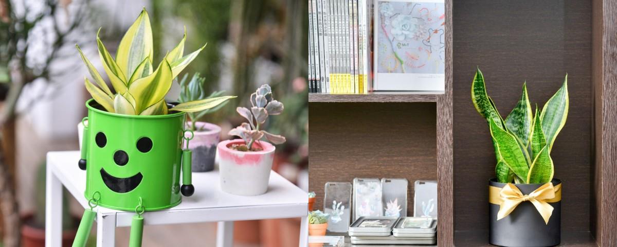 偶尔也想“拈花惹草”?先从“懒人系园艺”多肉植物开始下手吧! 内容图5 女神网-大潮社TV实时追踪属于女人新资讯的综合网站! 偶尔也想“拈花惹草”?先从“懒人系园艺”多肉植物开始下手吧! 家庭学堂 图5张