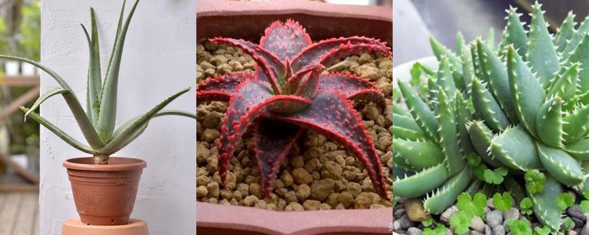 偶尔也想“拈花惹草”?先从“懒人系园艺”多肉植物开始下手吧! 内容图6 女神网-大潮社TV实时追踪属于女人新资讯的综合网站! 偶尔也想“拈花惹草”?先从“懒人系园艺”多肉植物开始下手吧! 家庭学堂 图6张