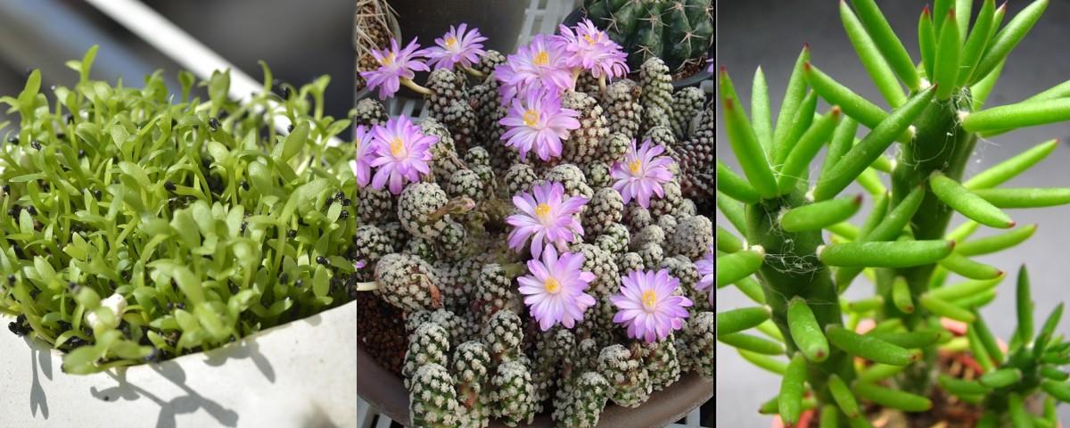 偶尔也想“拈花惹草”?先从“懒人系园艺”多肉植物开始下手吧! 内容图7 女神网-大潮社TV实时追踪属于女人新资讯的综合网站! 偶尔也想“拈花惹草”?先从“懒人系园艺”多肉植物开始下手吧! 家庭学堂 图7张