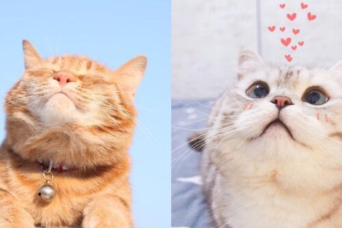 跟猫咪相处得先欲擒故纵？谨记 5 个与猫皇的相处守则，让猫咪们主动亲近你！