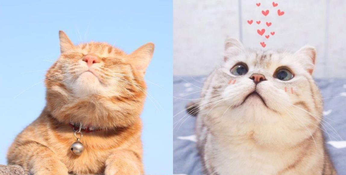 跟猫咪相处得先欲擒故纵?谨记 5 个与猫皇的相处守则,让猫咪们主动亲近你! 内容图1 女神网-大潮社TV实时追踪属于女人新资讯的综合网站! 跟猫咪相处得先欲擒故纵?谨记 5 个与猫皇的相处守则,让猫咪们主动亲近你! 家庭学堂 图1张