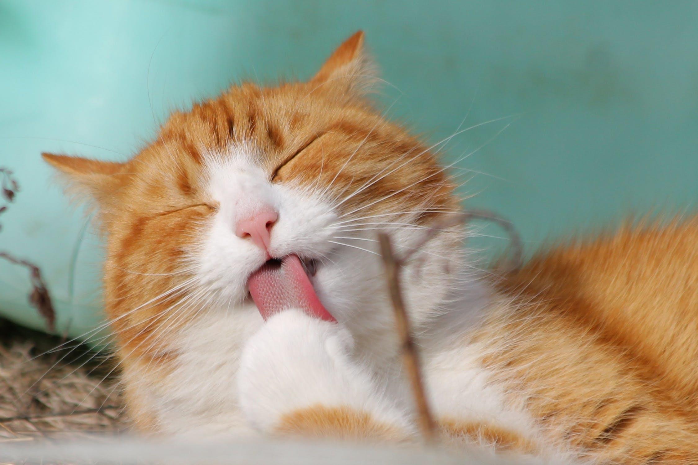 跟猫咪相处得先欲擒故纵?谨记 5 个与猫皇的相处守则,让猫咪们主动亲近你! 内容图3 女神网-大潮社TV实时追踪属于女人新资讯的综合网站! cat-sweet-kitty-animals-57416