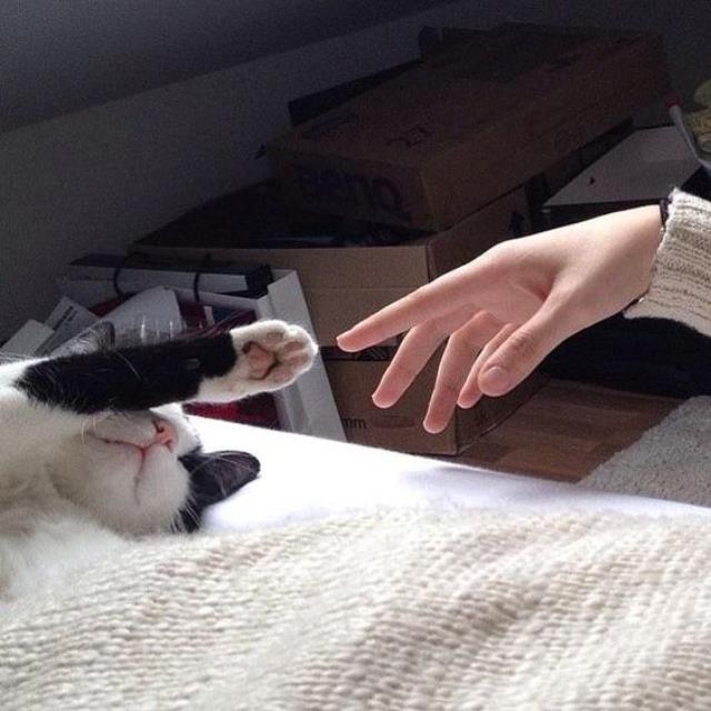 跟猫咪相处得先欲擒故纵?谨记 5 个与猫皇的相处守则,让猫咪们主动亲近你! 内容图4 女神网-大潮社TV实时追踪属于女人新资讯的综合网站! medium_2e74a4e25530f279