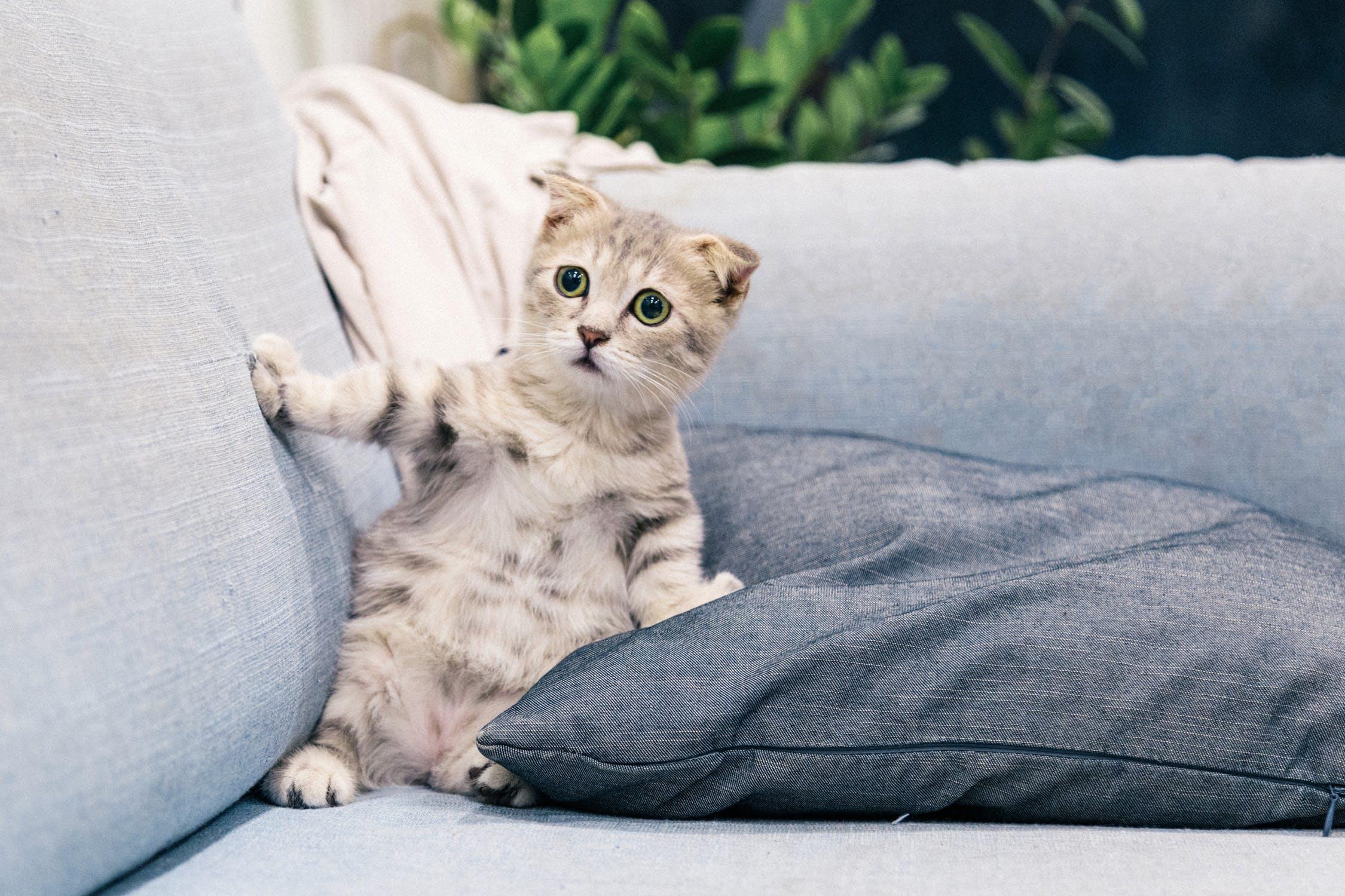 跟猫咪相处得先欲擒故纵?谨记 5 个与猫皇的相处守则,让猫咪们主动亲近你! 内容图6 女神网-大潮社TV实时追踪属于女人新资讯的综合网站! pexels-photo-2194261