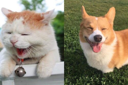 你像猫系还是犬系？根据宠物的喜爱程度，判断出你的个人性格