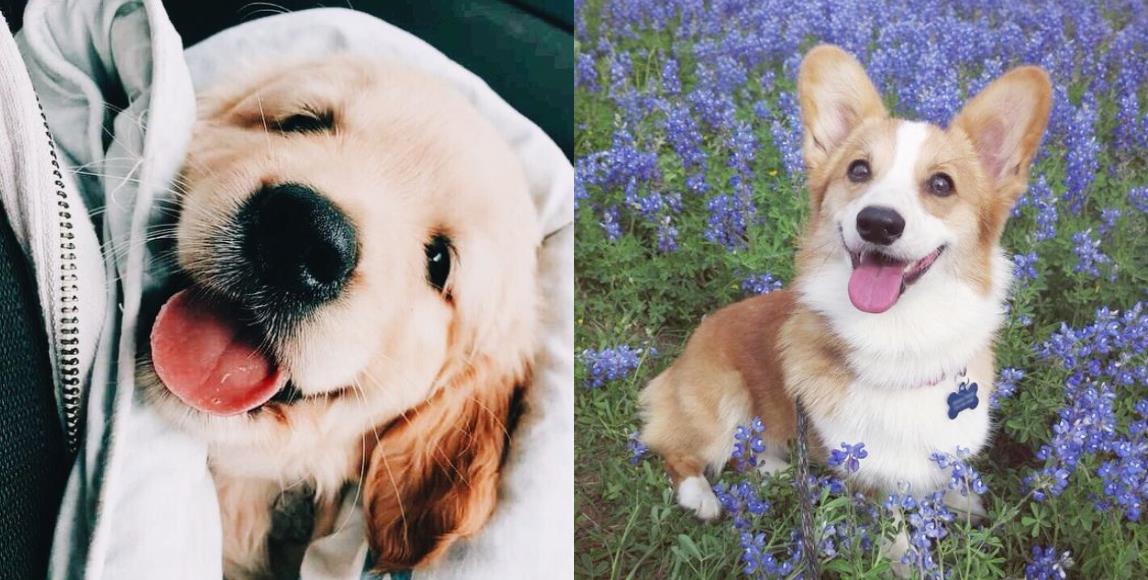 你像猫系还是犬系?根据宠物的喜爱程度,判断出你的个人性格 内容图2 女神网-大潮社TV实时追踪属于女人新资讯的综合网站! 你像猫系还是犬系?根据宠物的喜爱程度,判断出你的个人性格 家庭学堂 图2张