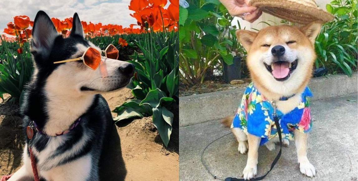 你像猫系还是犬系?根据宠物的喜爱程度,判断出你的个人性格 内容图3 女神网-大潮社TV实时追踪属于女人新资讯的综合网站! 你像猫系还是犬系?根据宠物的喜爱程度,判断出你的个人性格 家庭学堂 图3张