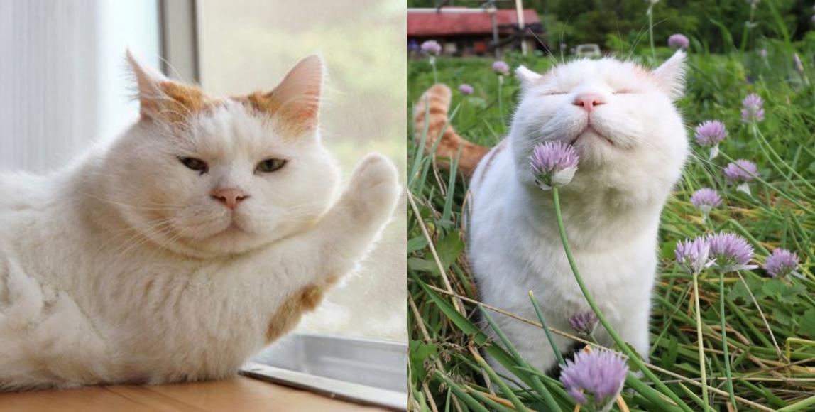 你像猫系还是犬系?根据宠物的喜爱程度,判断出你的个人性格 内容图4 女神网-大潮社TV实时追踪属于女人新资讯的综合网站! 你像猫系还是犬系?根据宠物的喜爱程度,判断出你的个人性格 家庭学堂 图4张