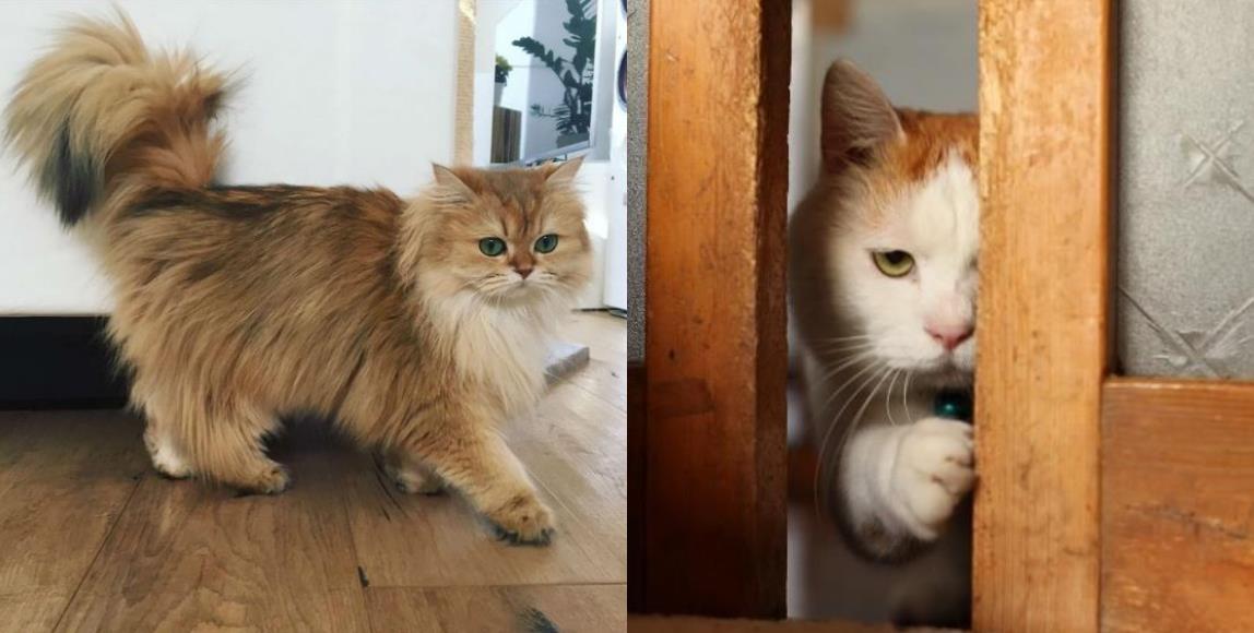 你像猫系还是犬系?根据宠物的喜爱程度,判断出你的个人性格 内容图5 女神网-大潮社TV实时追踪属于女人新资讯的综合网站! 你像猫系还是犬系?根据宠物的喜爱程度,判断出你的个人性格 家庭学堂 图5张