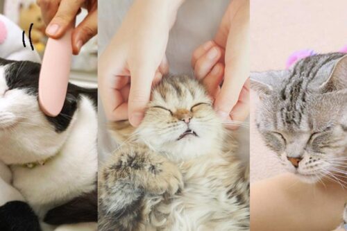 猫奴语录：“哄主子开心是奴才应该的！”6 个按摩小器具，把爱猫服侍得服服贴贴