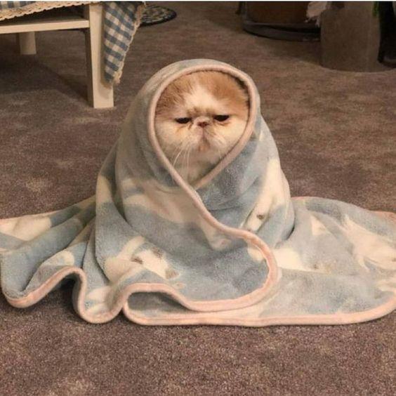 猫奴语录:“哄主子开心是奴才应该的!”6 个按摩小器具,把爱猫服侍得服服贴贴 内容图2 女神网-大潮社TV实时追踪属于女人新资讯的综合网站! 猫奴语录:“哄主子开心是奴才应该的!”6 个按摩小器具,把爱猫服侍得服服贴贴 家庭学堂 图2张