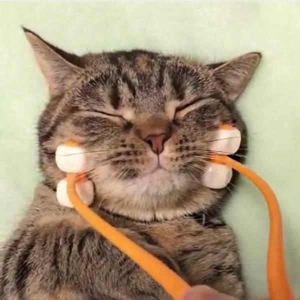 猫奴语录:“哄主子开心是奴才应该的!”6 个按摩小器具,把爱猫服侍得服服贴贴 内容图3 女神网-大潮社TV实时追踪属于女人新资讯的综合网站! 猫奴语录:“哄主子开心是奴才应该的!”6 个按摩小器具,把爱猫服侍得服服贴贴 家庭学堂 图3张