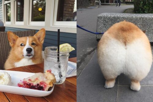 犬系魅力爆棚：推坑 5 只短腿界“柯基”网红，让肥屁屁疗愈你的生活！