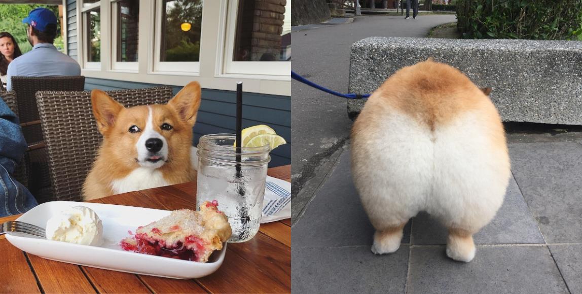 犬系魅力爆棚:推坑 5 只短腿界“柯基”网红,让肥屁屁疗愈你的生活! 内容图1 女神网-大潮社TV实时追踪属于女人新资讯的综合网站! 犬系魅力爆棚:推坑 5 只短腿界“柯基”网红,让肥屁屁疗愈你的生活! 家庭学堂 图1张