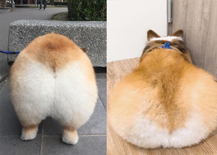 犬系魅力爆棚:推坑 5 只短腿界“柯基”网红,让肥屁屁疗愈你的生活! 内容图2 女神网-大潮社TV实时追踪属于女人新资讯的综合网站! cookiee