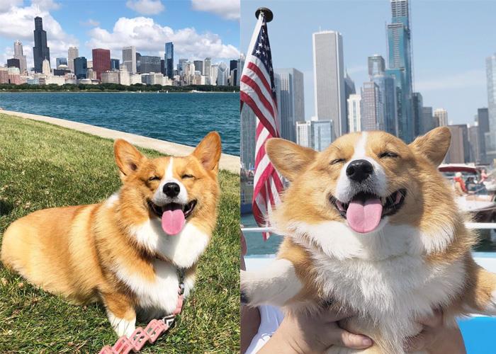 犬系魅力爆棚:推坑 5 只短腿界“柯基”网红,让肥屁屁疗愈你的生活! 内容图4 女神网-大潮社TV实时追踪属于女人新资讯的综合网站! ruby