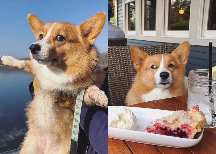 犬系魅力爆棚:推坑 5 只短腿界“柯基”网红,让肥屁屁疗愈你的生活! 内容图5 女神网-大潮社TV实时追踪属于女人新资讯的综合网站! rubyyy