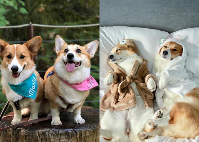 犬系魅力爆棚:推坑 5 只短腿界“柯基”网红,让肥屁屁疗愈你的生活! 内容图6 女神网-大潮社TV实时追踪属于女人新资讯的综合网站! eognel