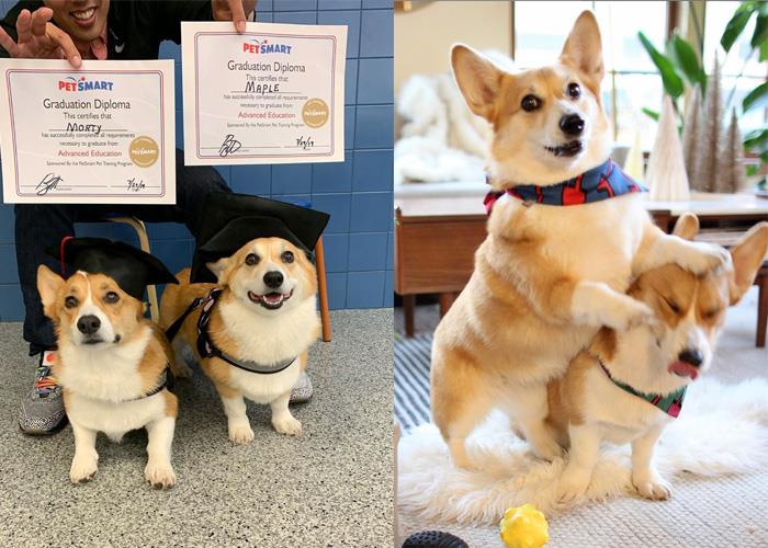 犬系魅力爆棚:推坑 5 只短腿界“柯基”网红,让肥屁屁疗愈你的生活! 内容图7 女神网-大潮社TV实时追踪属于女人新资讯的综合网站! lwrisfhwl