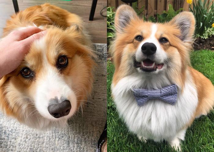 犬系魅力爆棚:推坑 5 只短腿界“柯基”网红,让肥屁屁疗愈你的生活! 内容图8 女神网-大潮社TV实时追踪属于女人新资讯的综合网站! hudsen