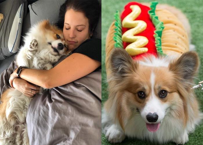 犬系魅力爆棚:推坑 5 只短腿界“柯基”网红,让肥屁屁疗愈你的生活! 内容图9 女神网-大潮社TV实时追踪属于女人新资讯的综合网站! flewlgf