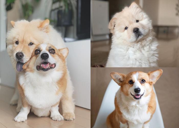 犬系魅力爆棚:推坑 5 只短腿界“柯基”网红,让肥屁屁疗愈你的生活! 内容图10 女神网-大潮社TV实时追踪属于女人新资讯的综合网站! curm