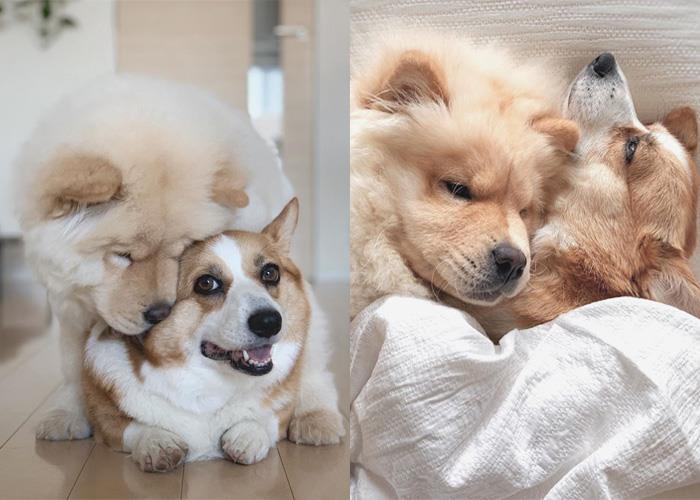 犬系魅力爆棚:推坑 5 只短腿界“柯基”网红,让肥屁屁疗愈你的生活! 内容图11 女神网-大潮社TV实时追踪属于女人新资讯的综合网站! ewwrg