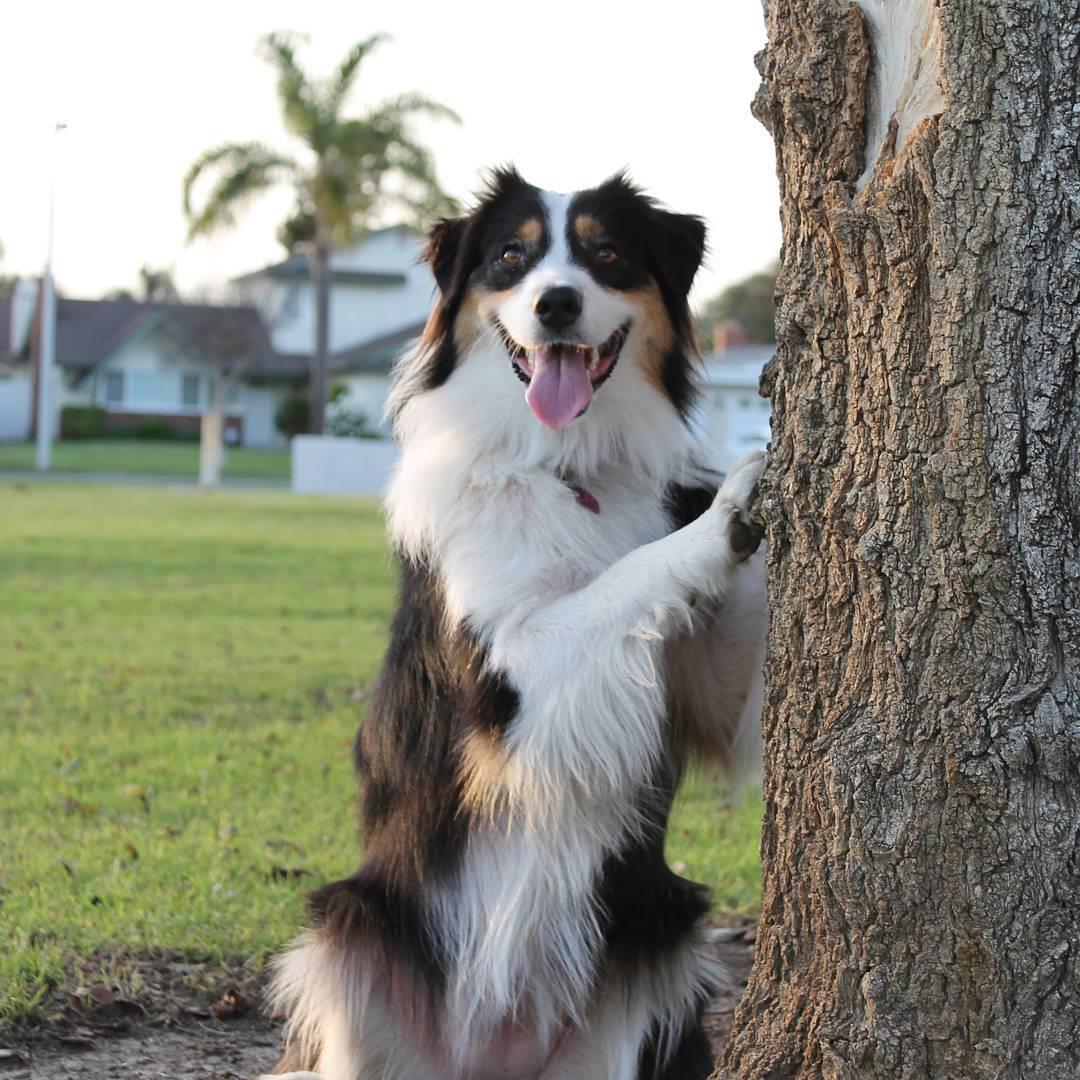 别让狗狗担心你!研究指出:“饲主的压力可能传给狗狗” 内容图2 女神网-大潮社TV实时追踪属于女人新资讯的综合网站! 15046788_261927117543481_2223983844539760640_n.jpg