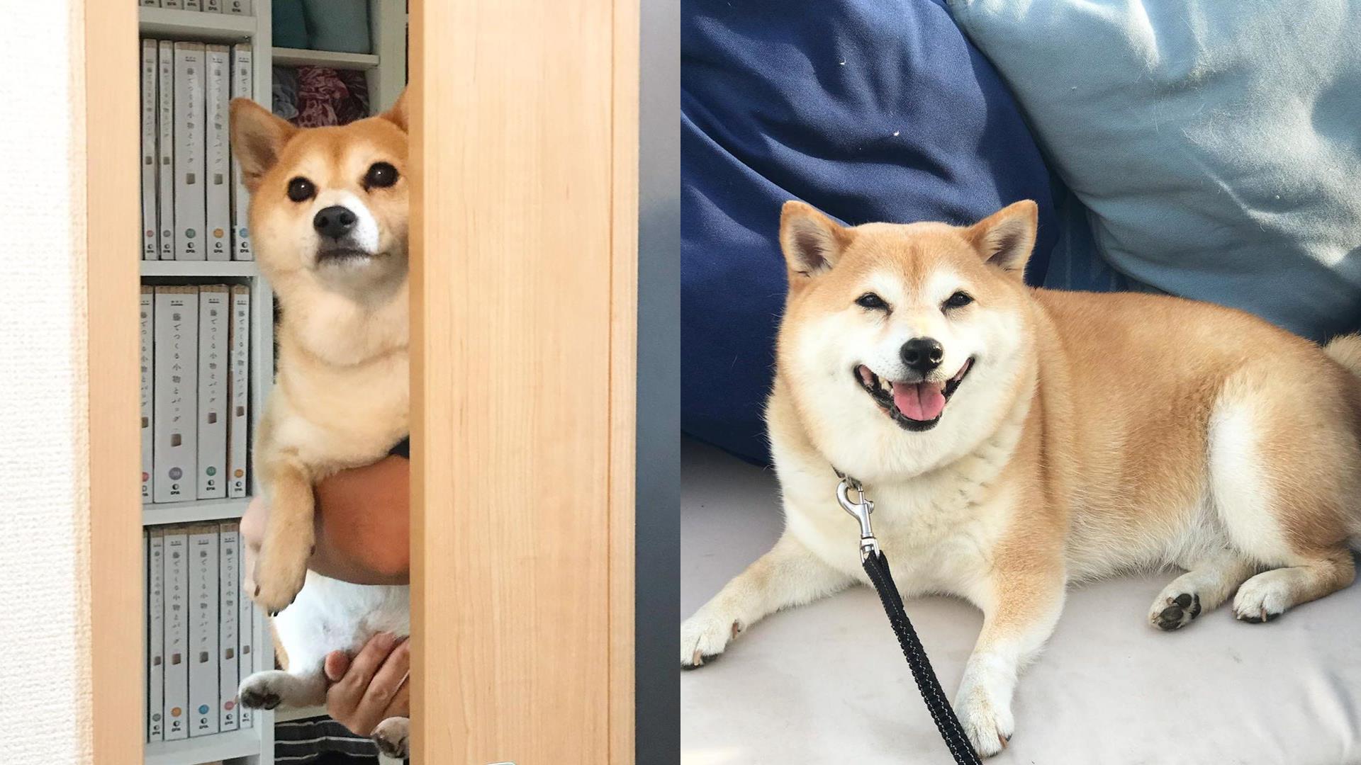 别让狗狗担心你!研究指出:“饲主的压力可能传给狗狗” 内容图3 女神网-大潮社TV实时追踪属于女人新资讯的综合网站! FotoJet - 2019-07-17T094957.883.jpg