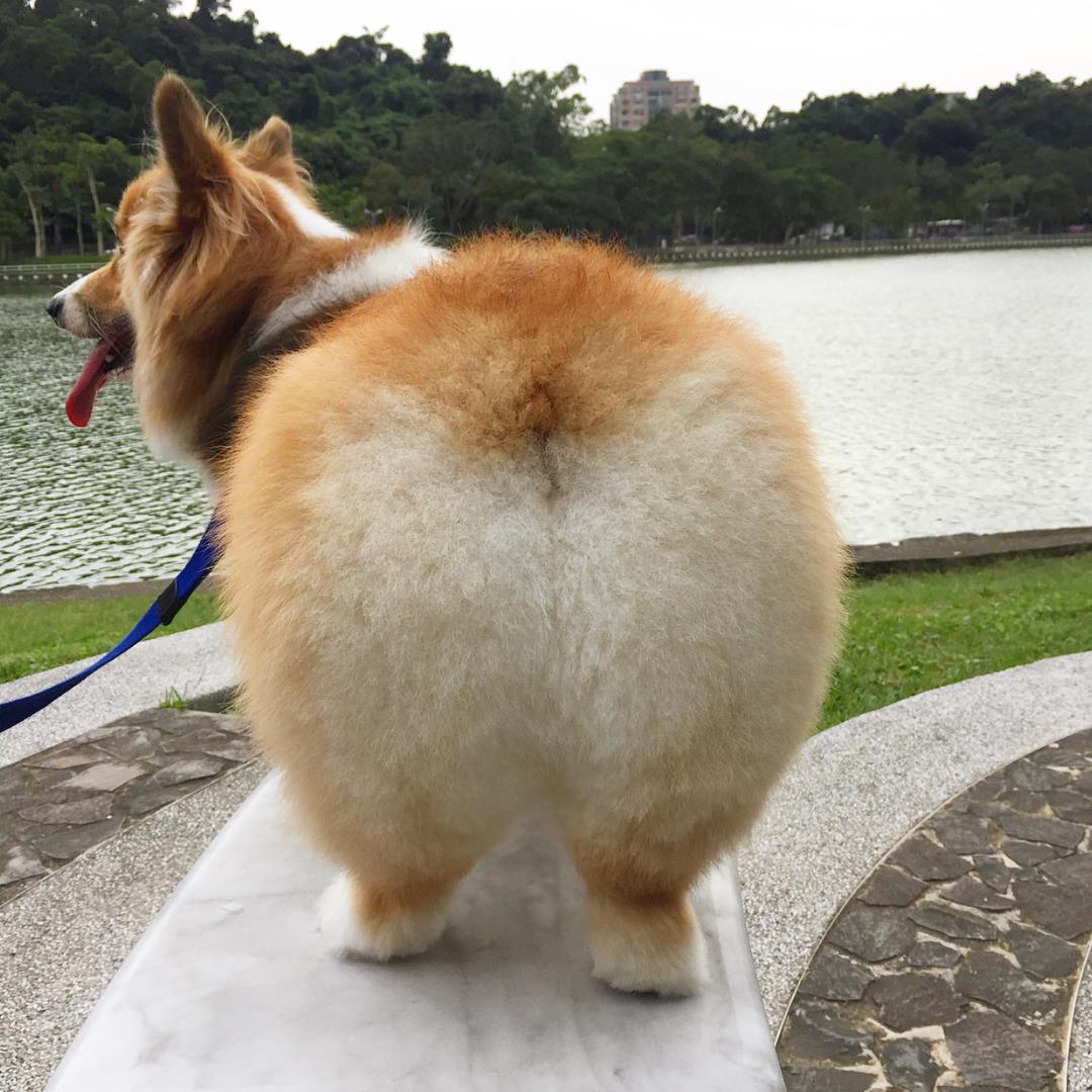 别让狗狗担心你!研究指出:“饲主的压力可能传给狗狗” 内容图4 女神网-大潮社TV实时追踪属于女人新资讯的综合网站! 23667948_501502250219174_2863163042193997824_n.jpg