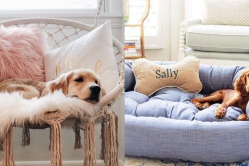 揭开透汪星人的“抢座”秘密！除了安全感外，也代表它对主人的爱