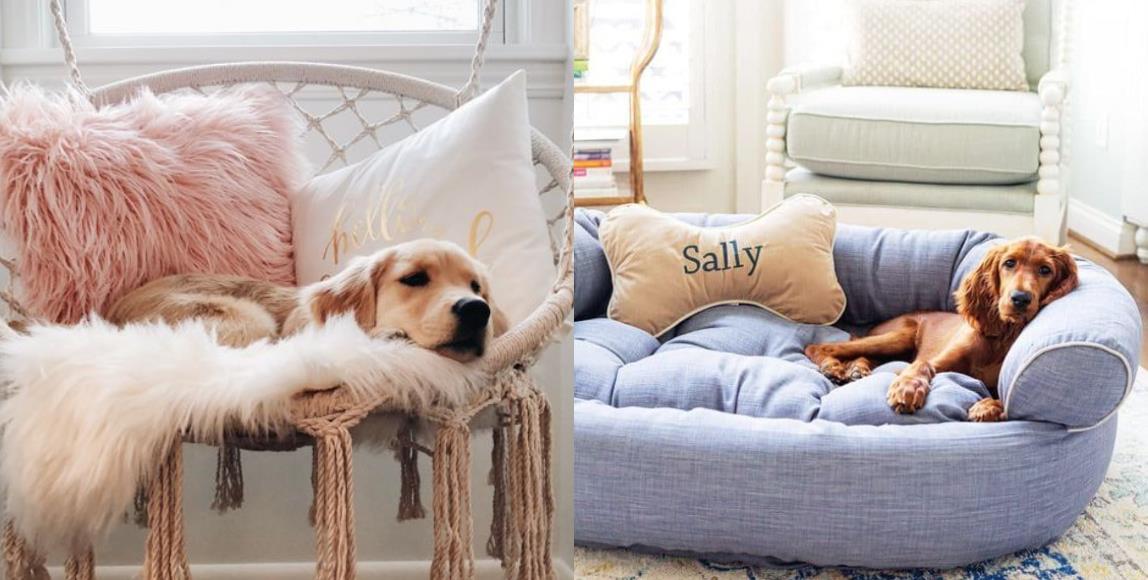 揭开透汪星人的“抢座”秘密!除了安全感外,也代表它对主人的爱 内容图1 女神网-大潮社TV实时追踪属于女人新资讯的综合网站! 揭开透汪星人的“抢座”秘密!除了安全感外,也代表它对主人的爱 家庭学堂 图1张