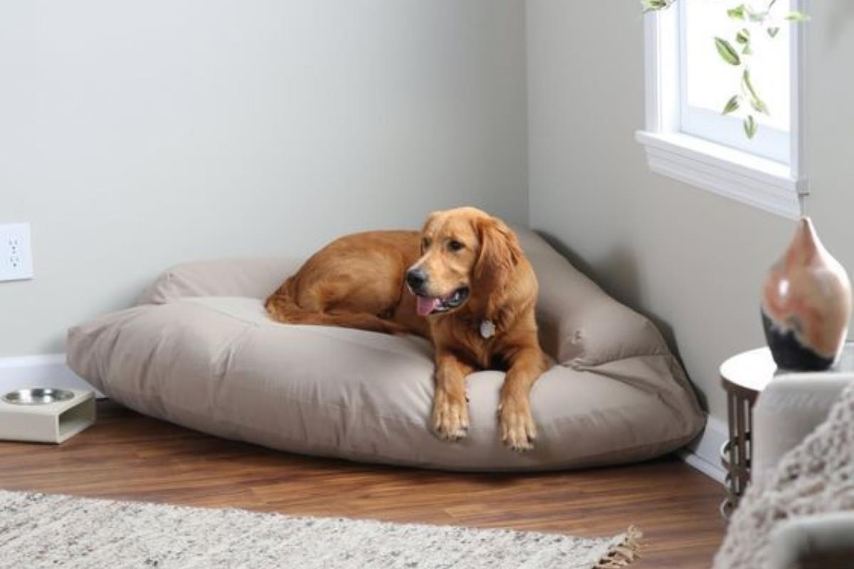 揭开透汪星人的“抢座”秘密!除了安全感外,也代表它对主人的爱 内容图2 女神网-大潮社TV实时追踪属于女人新资讯的综合网站! 01