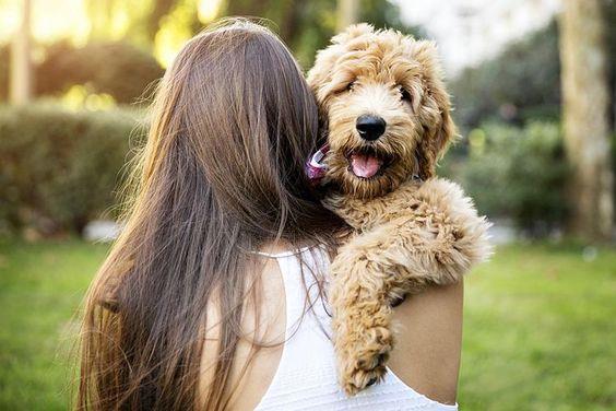 揭开透汪星人的“抢座”秘密!除了安全感外,也代表它对主人的爱 内容图3 女神网-大潮社TV实时追踪属于女人新资讯的综合网站! bcb69fa6aae729cdbaf963684ea0bc66