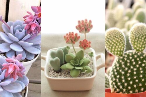 怎么可以这么可爱！给烦闷压力大的你，种种多肉植物疗愈琐碎的日常