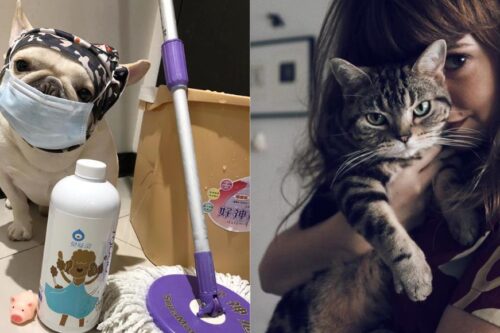 想养宠物却怕过敏？着手家中环境整洁、注意个人习惯，即可与毛孩和乐融融地共处