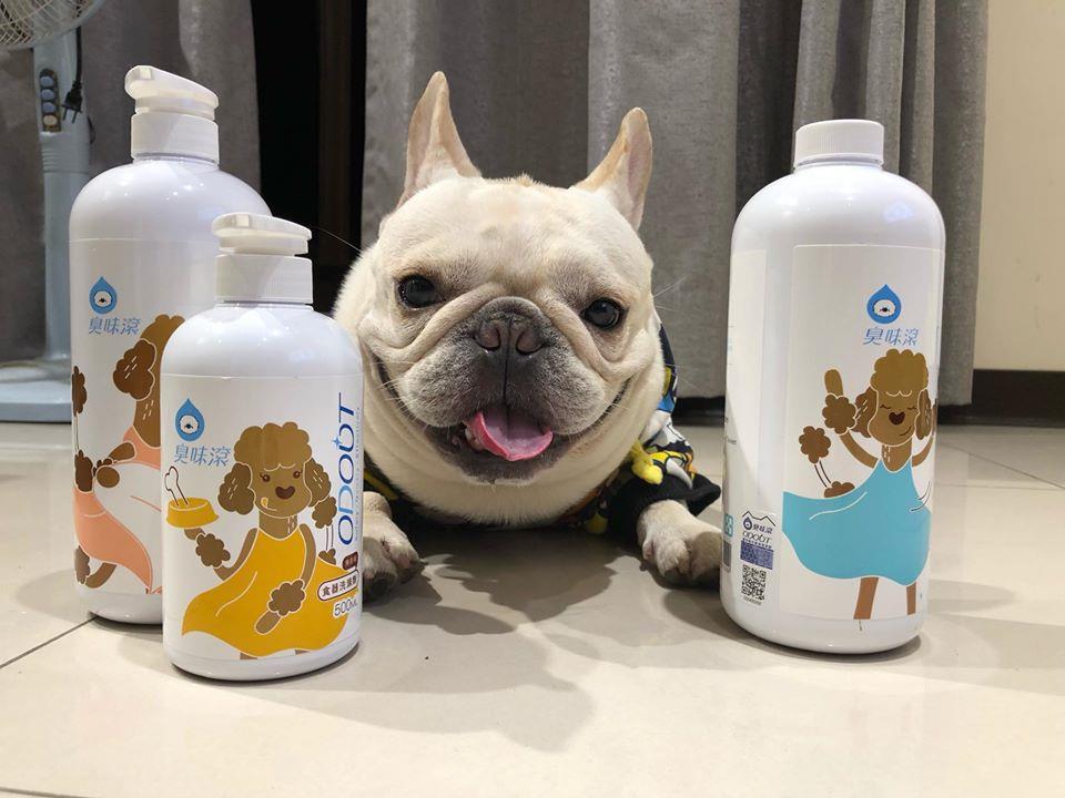 想养宠物却怕过敏?着手家中环境整洁、注意个人习惯,即可与毛孩和乐融融地共处 内容图3 女神网-大潮社TV实时追踪属于女人新资讯的综合网站! 87207947_1429204973921052_4392057475562471424_o