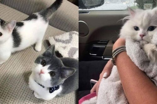 别再问猫咪喜不喜欢你！4 个观察技巧，5 秒分辨出主子对你是不是真爱