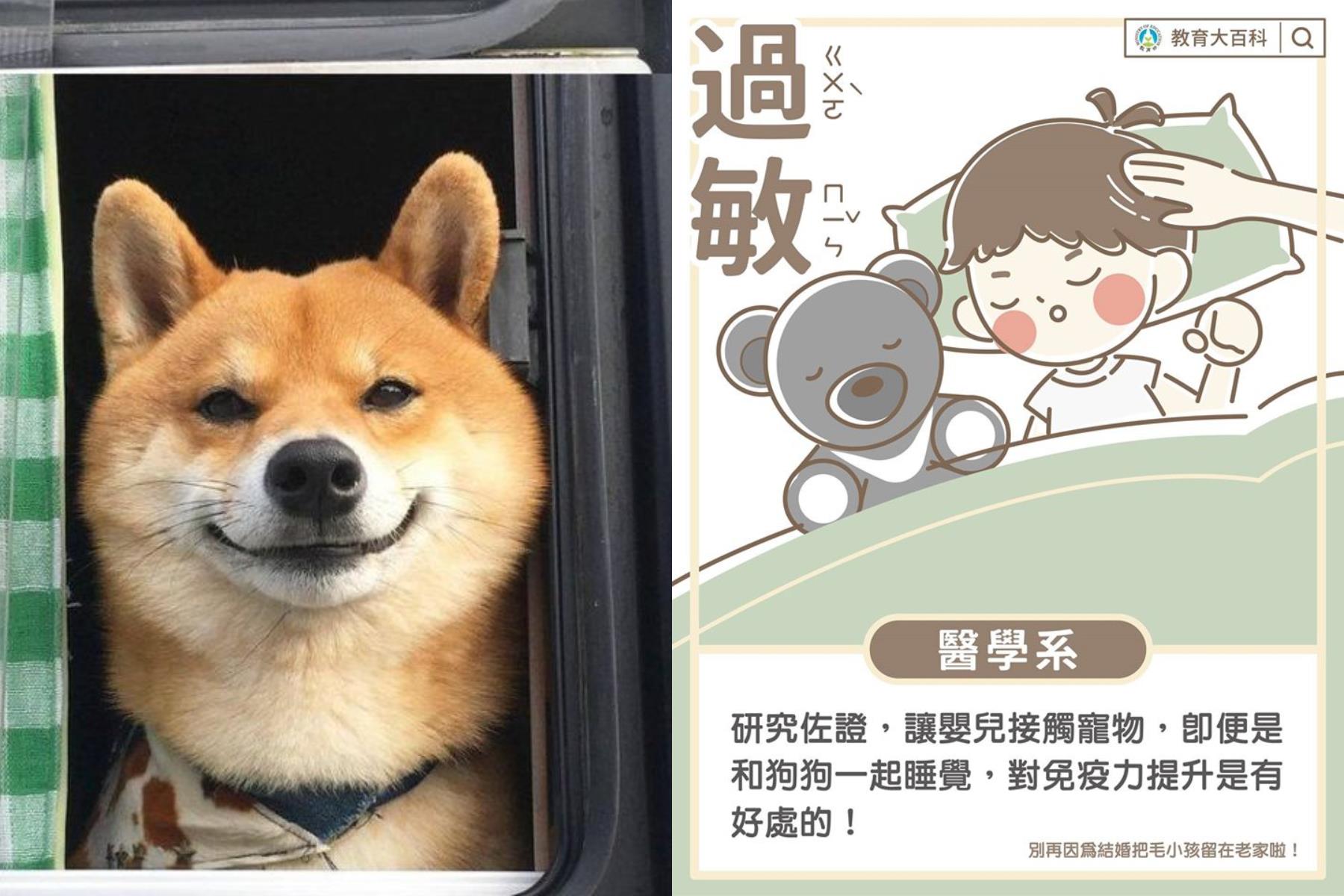 谁说宝宝与宠物只能二择一?做好事前准备,让家中毛小孩安心陪伴宝贝成长! 内容图2 女神网-大潮社TV实时追踪属于女人新资讯的综合网站! image3