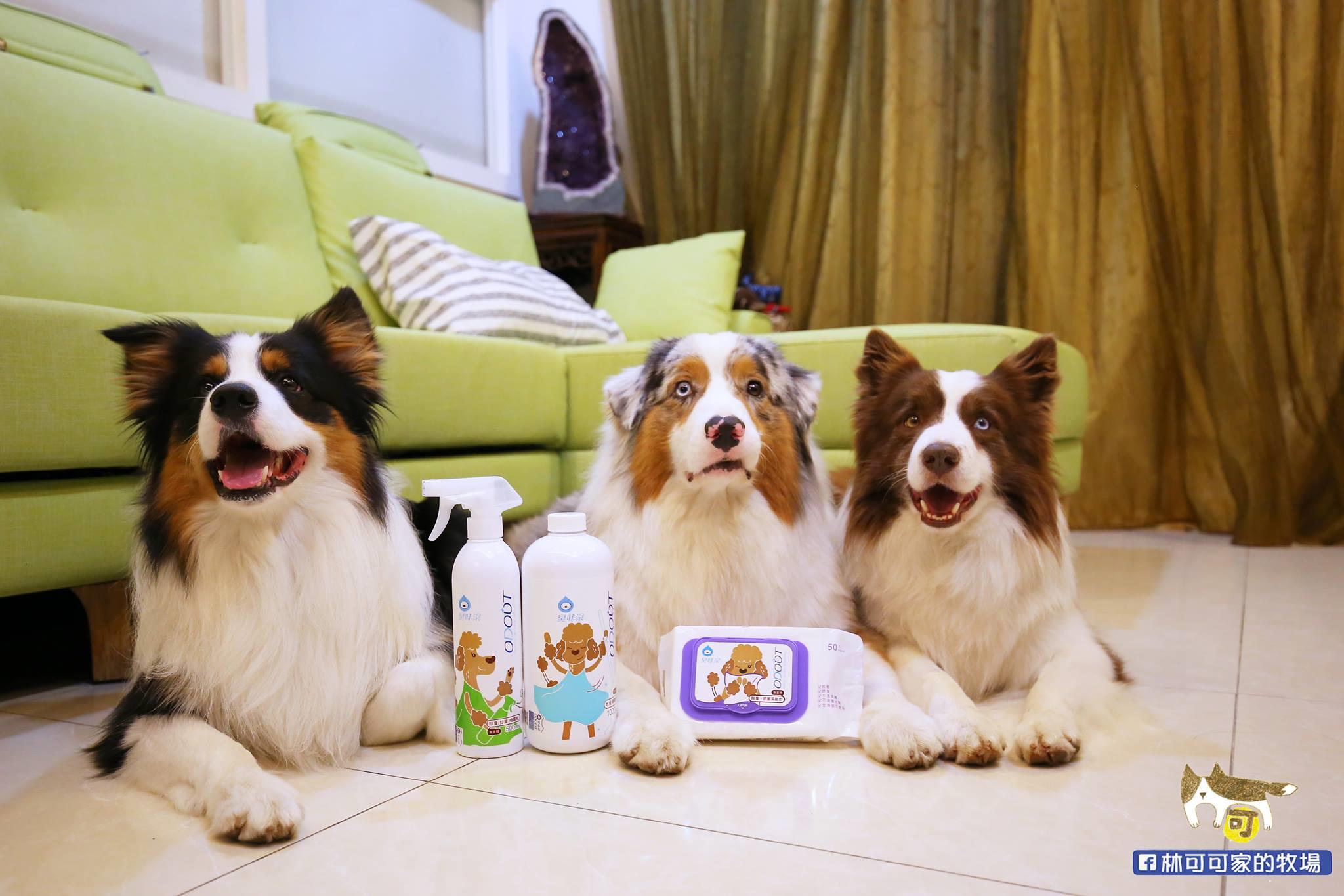 谁说宝宝与宠物只能二择一?做好事前准备,让家中毛小孩安心陪伴宝贝成长! 内容图4 女神网-大潮社TV实时追踪属于女人新资讯的综合网站! 39278288_1015270935314460_7154712875666243584_o