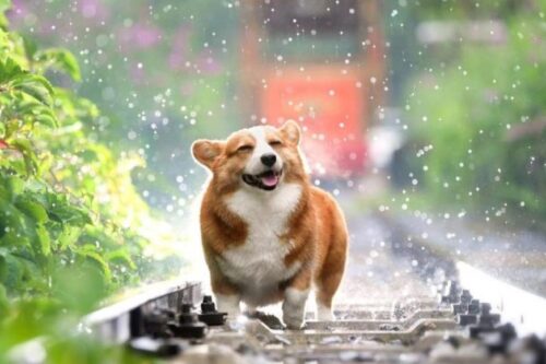 【新冠肺炎】宠物防疫重点：不给毛小孩吃生食、避免到人潮拥挤的地方