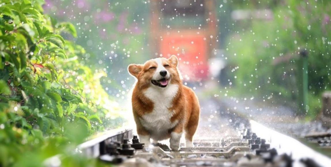 【新冠肺炎】宠物防疫重点:不给毛小孩吃生食、避免到人潮拥挤的地方 内容图1 女神网-大潮社TV实时追踪属于女人新资讯的综合网站! 【新冠肺炎】宠物防疫重点:不给毛小孩吃生食、避免到人潮拥挤的地方 家庭学堂 图1张