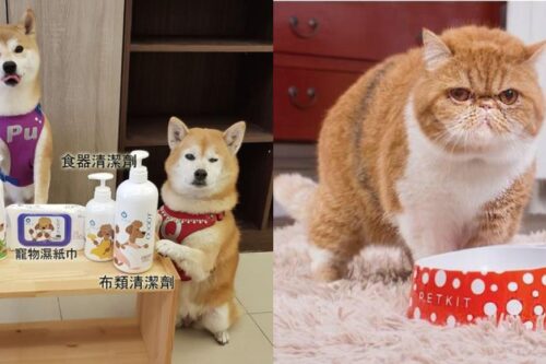 新冠肺炎掀起“宅家风”，宠物异味难去除！5 款除臭商品帮你维护居家环境，同时照顾毛孩们的健康