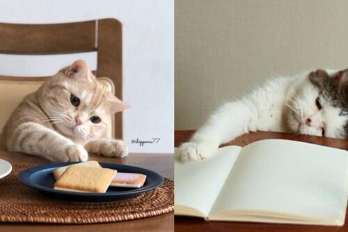 你家猫主子也爱扫落桌上的物品吗？难道可爱的外表下，真的都是小坏蛋？