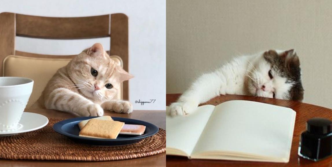 你家猫主子也爱扫落桌上的物品吗?难道可爱的外表下,真的都是小坏蛋? 内容图1 女神网-大潮社TV实时追踪属于女人新资讯的综合网站! 你家猫主子也爱扫落桌上的物品吗?难道可爱的外表下,真的都是小坏蛋? 家庭学堂 图1张