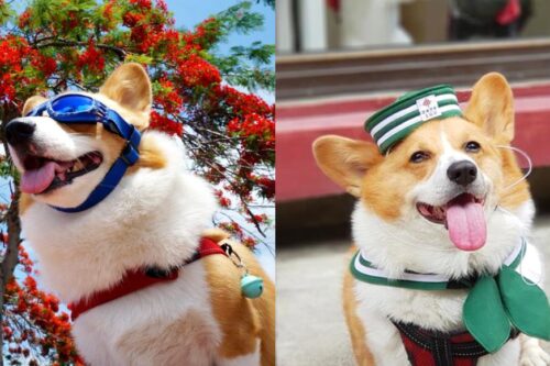 智力超高！超人气天才柯基犬 Coffee 魅力无边，坐拥 35 万粉丝关注