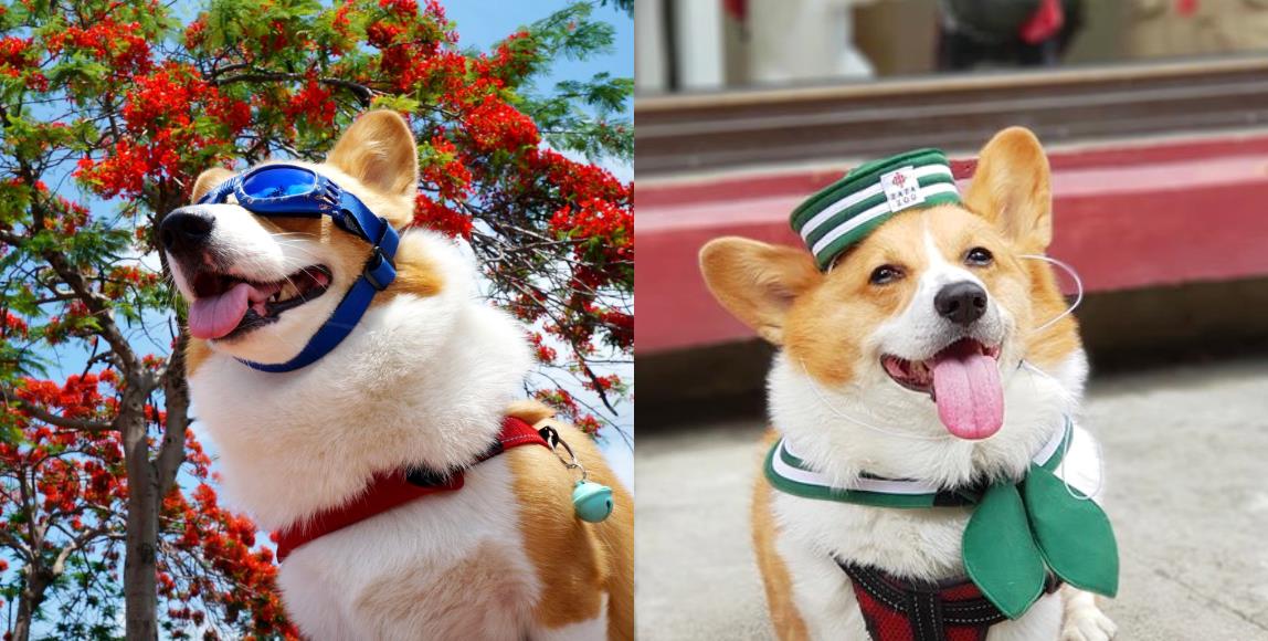 智力超高!超人气天才柯基犬 Coffee 魅力无边,坐拥 35 万粉丝关注 内容图1 女神网-大潮社TV实时追踪属于女人新资讯的综合网站! 智力超高!超人气天才柯基犬 Coffee 魅力无边,坐拥 35 万粉丝关注 家庭学堂 图1张